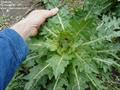 henbane